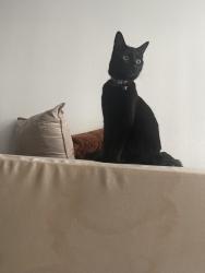 Lost Female Cat last seen Inside Solevita apmt complex by building 2124, Henderson, NV 89014