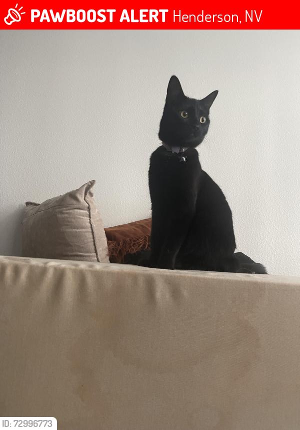 Lost Female Cat last seen Inside Solevita apmt complex by building 2124, Henderson, NV 89014