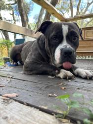 Reunited Female Dog last seen Off Moon Lake Rd, New Port Richey, FL 34654