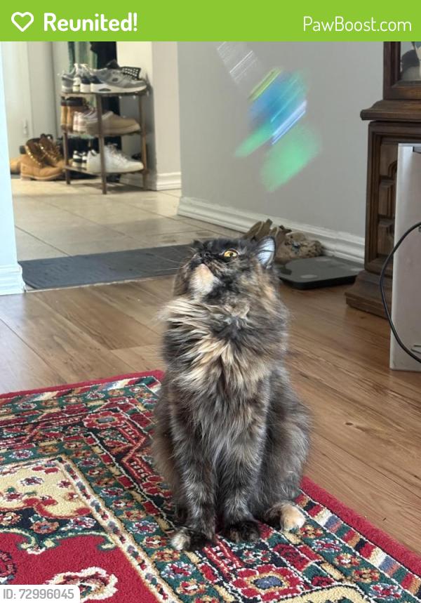 Reunited Female Cat last seen Victoria park and sunrise avenue, Toronto, ON M4A 2S2