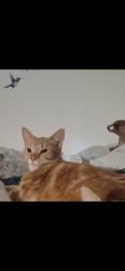 Lost Female Cat last seen Knob hill and PCH, Redondo Beach, CA 90254