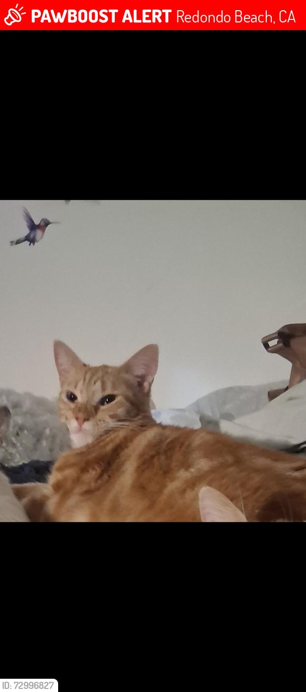 Lost Female Cat last seen Knob hill and PCH, Redondo Beach, CA 90254