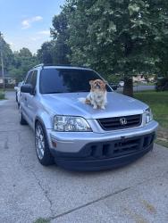 Lost Male Dog last seen Ocala dr and nolensville , Nashville, TN 37211