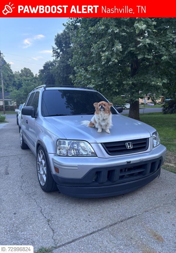 Lost Male Dog last seen Ocala dr and nolensville , Nashville, TN 37211