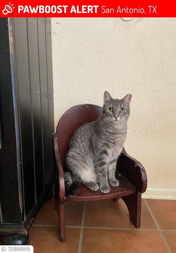 Lost Female Cat last seen Lyric and Sally Gay, San Antonio, TX 78223