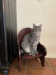 Lost Female Cat last seen Lyric and Sally Gay, San Antonio, TX 78223