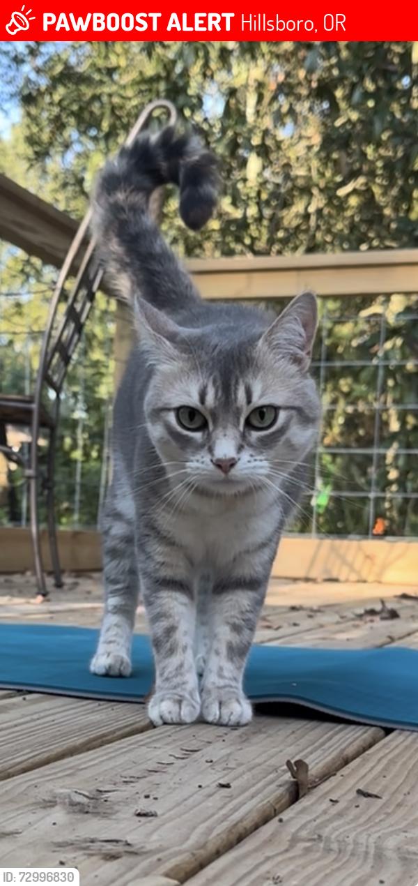 Lost Female Cat last seen Cortland Village apmts, Hillsboro, OR 97124