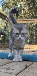 Lost Female Cat last seen Cortland Village apmts, Hillsboro, OR 97124