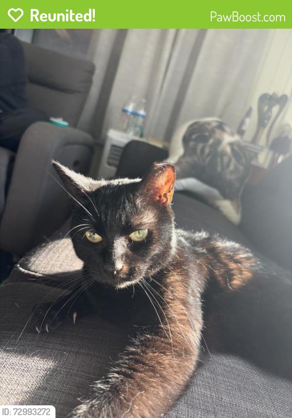Reunited Male Cat last seen 14 Mile and Utica near the Fraser Public Library, Fraser, MI 48026