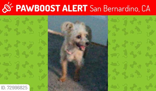 Lost Female Dog last seen  West Evans Street, San Bernardino, CA 92411 of America, San Bernardino, CA 92411