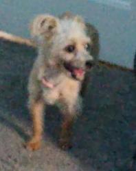 Lost Female Dog last seen  West Evans Street, San Bernardino, CA 92411 of America, San Bernardino, CA 92411