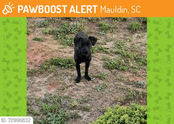 Found/Stray Female Dog last seen Standing Springs Rd, Mauldin, SC 29605