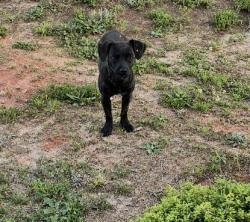 Found/Stray Female Dog last seen Standing Springs Rd, Mauldin, SC 29605