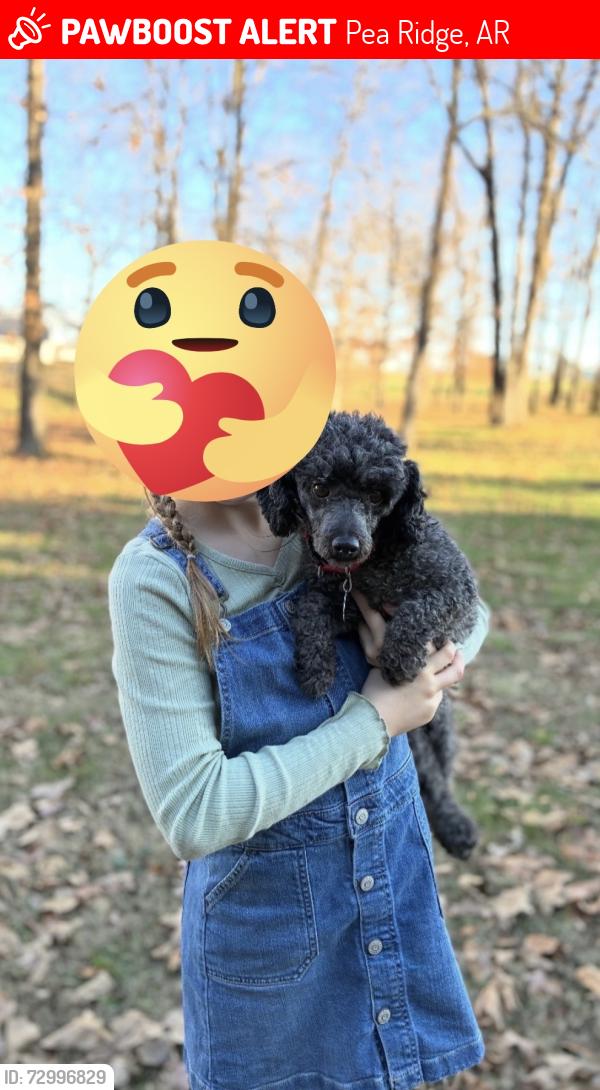 Lost Male Dog last seen East highway 72, Pea Ridge, AR 72751