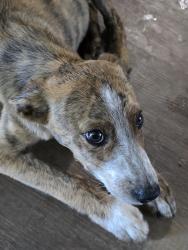Found/Stray Male Dog last seen Hwy 9 and ns 3660, Seminole County, OK 74837