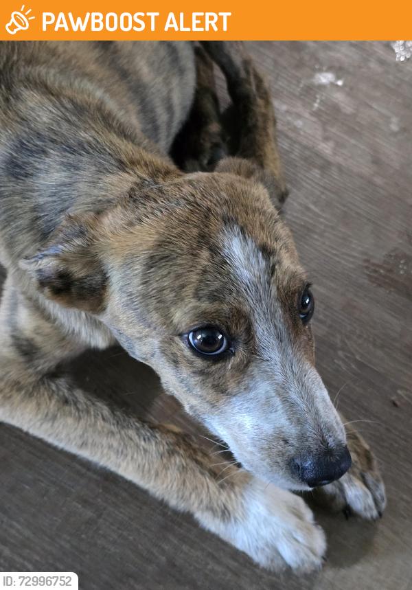 Found/Stray Male Dog last seen Hwy 9 and ns 3660, Seminole County, OK 74837