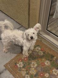 Reunited Male Dog last seen Near Otomian Rd, Apple Valley, CA 92307, USA, Apple Valley, CA 92307
