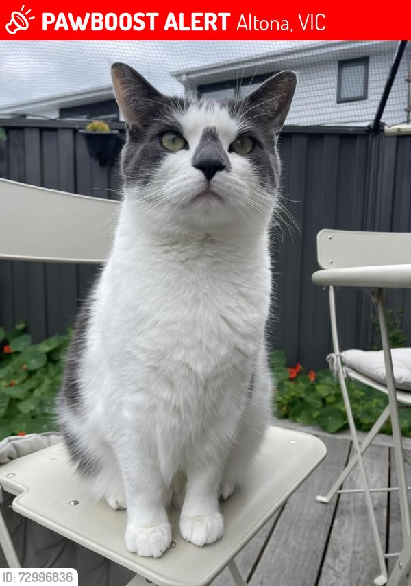 Lost Male Cat last seen Grieve Pde and Boyd Sts Altona, Altona, VIC 3018