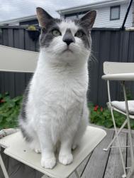 Lost Male Cat last seen Grieve Pde and Boyd Sts Altona, Altona, VIC 3018