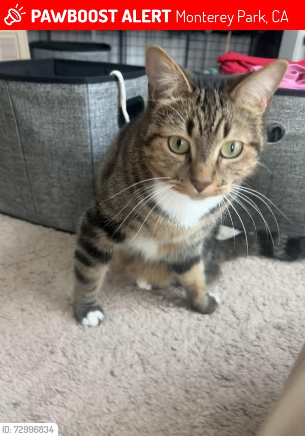 Lost Female Cat last seen Ackley st, Monterey Park, CA 91755