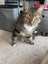 Lost Female Cat last seen Ackley st, Monterey Park, CA 91755