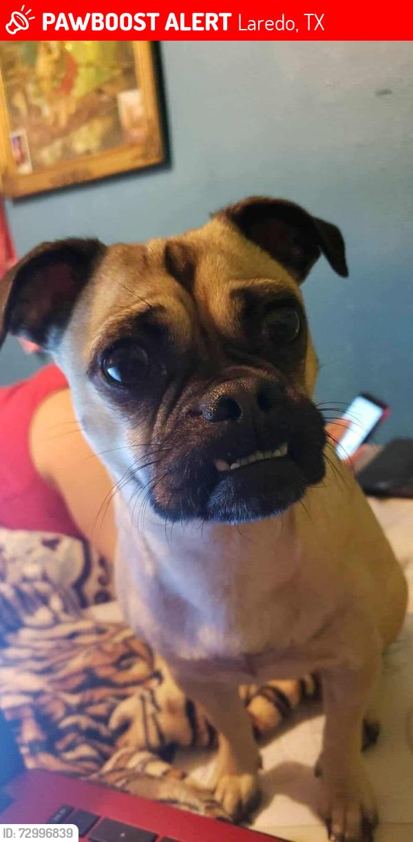 Lost Female Dog last seen Cigarroa high school, Laredo, TX 78043