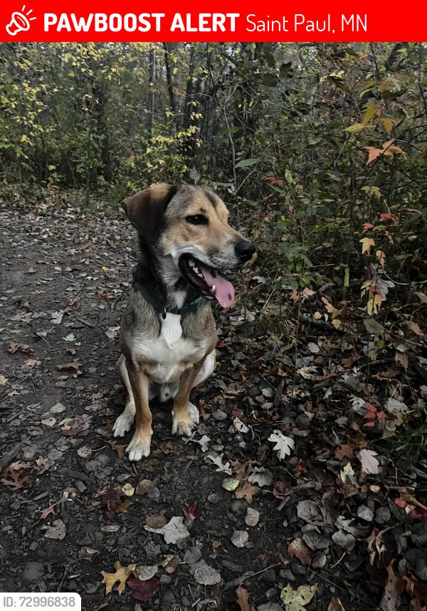 Lost Male Dog last seen Suburban target, Saint Paul, MN 55106