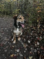 Lost Male Dog last seen Suburban target, Saint Paul, MN 55106