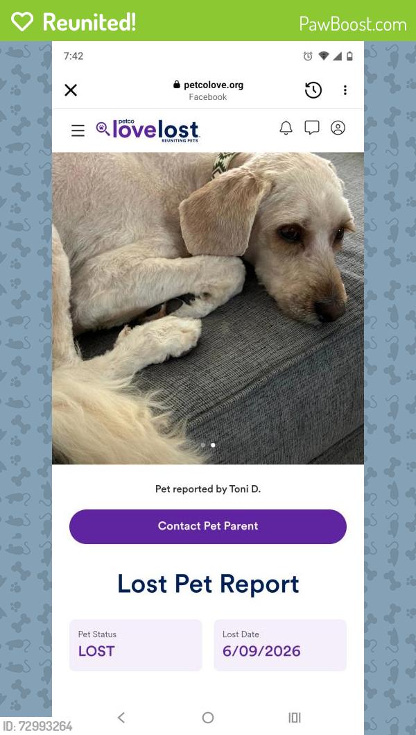 Reunited Male Dog last seen Camp Hill Rd, Henderson, NV 89015, USA, Henderson, NV 89015