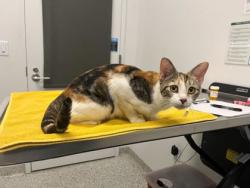Shelter Stray Female Cat last seen Near Winchester Avenue, 64134, MO, 7077 Elmwood Ave, Kansas City, MO 64132, USA