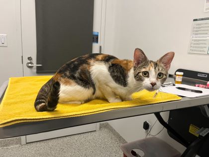 Shelter Stray Female Cat last seen Near Winchester Avenue, 64134, MO, 7077 Elmwood Ave, Kansas City, MO 64132, USA