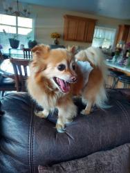 Reunited Male Dog last seen Montgomery Ln , Pasco, WA 99301