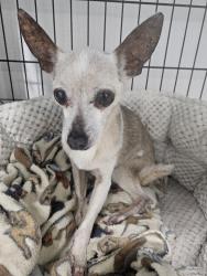 Lost Female Dog last seen Piedmont ave, San Antonio, TX 78223