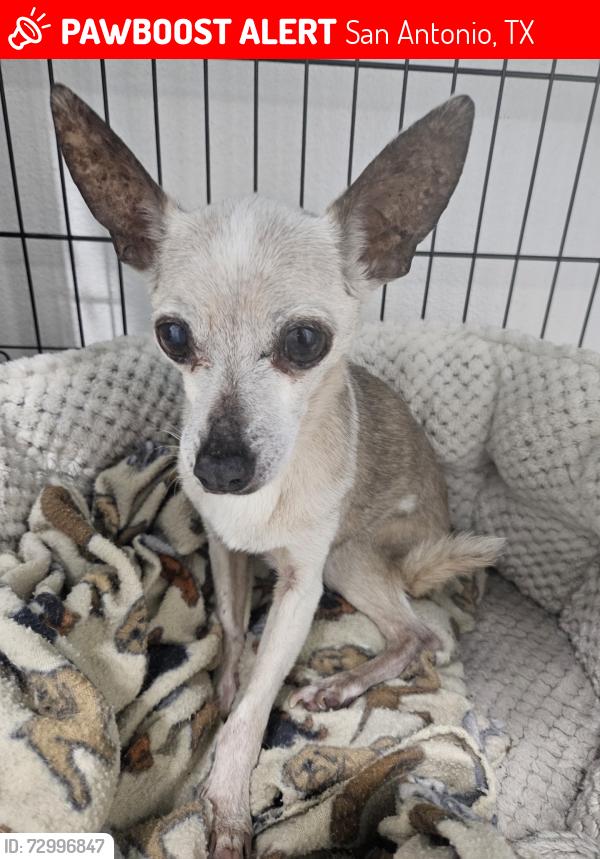 Lost Female Dog last seen Piedmont ave, San Antonio, TX 78223