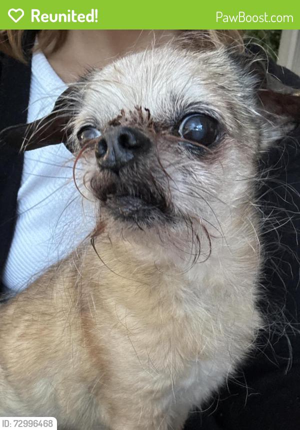 Reunited Male Dog last seen Ellice & Dominion, Winnipeg, MB R3G 2N9