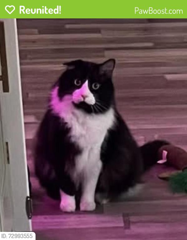 Reunited Male Cat last seen 72nd Terrace and Woodland, Shawnee, KS 66218