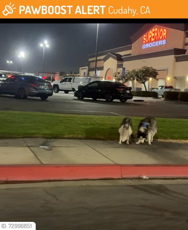 Found/Stray Unknown Dog last seen Superior in cudahy , Cudahy, CA 90201