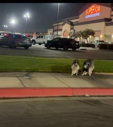 Found/Stray Unknown Dog last seen Superior in cudahy , Cudahy, CA 90201
