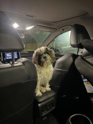 Reunited Female Dog last seen Gilmore and Beethoven, Los Angeles, CA 90066