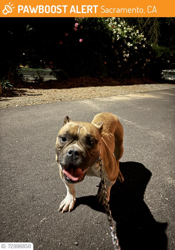 Found/Stray Female Dog last seen Watt and Northrop, Sacramento, CA 95864