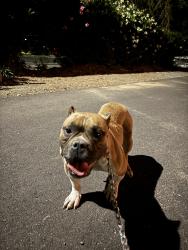 Found/Stray Female Dog last seen Watt and Northrop, Sacramento, CA 95864