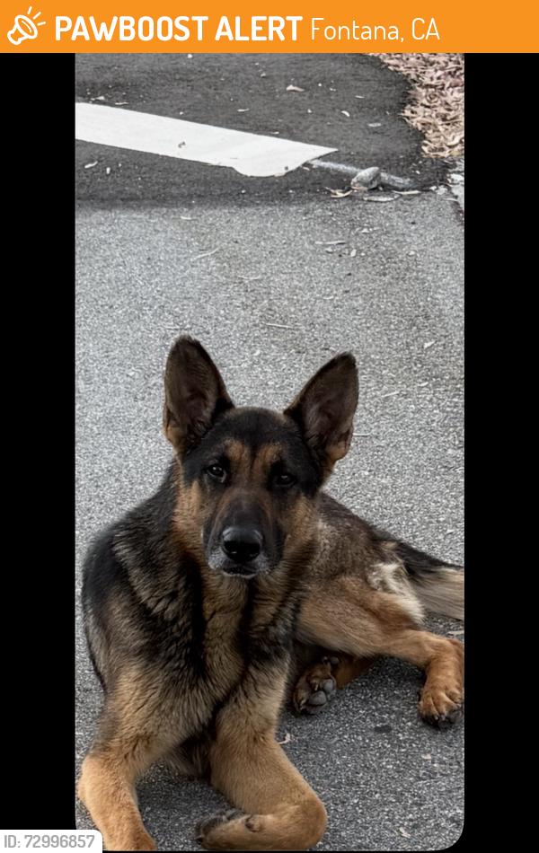 Found/Stray Male Dog last seen Sierra ave and Riverside ave , Fontana, CA 92336