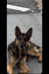 Found/Stray Male Dog last seen Sierra ave and Riverside ave , Fontana, CA 92336