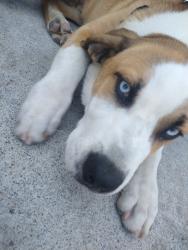 Lost Male Dog last seen San dimas, San Dimas, CA 91773