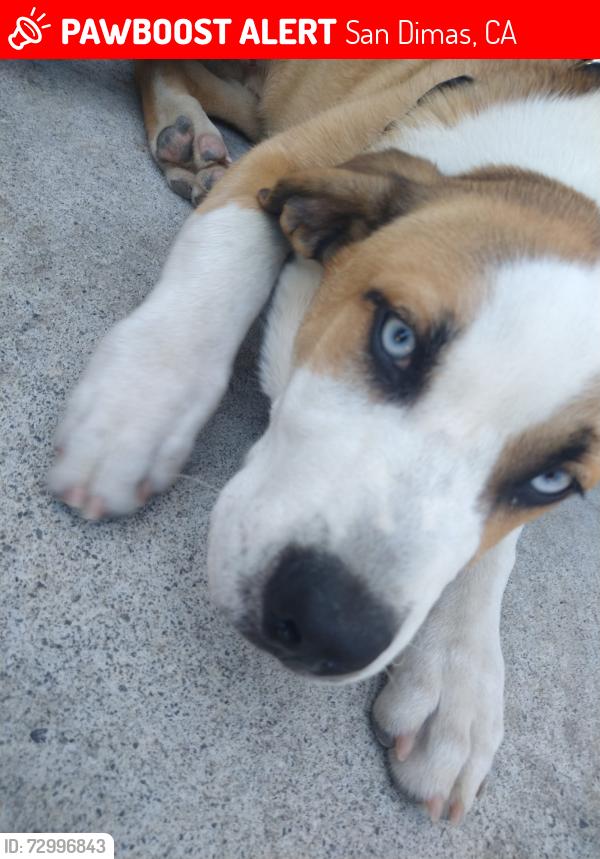 Lost Male Dog last seen San dimas, San Dimas, CA 91773