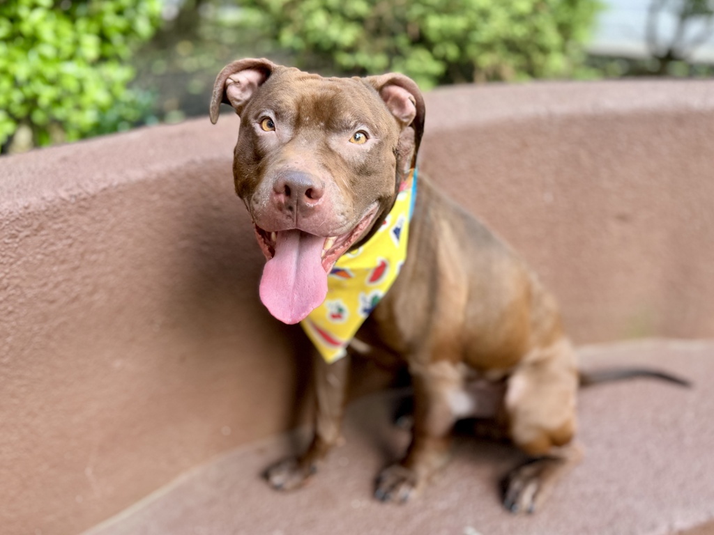 Shelter Stray Male Dog last seen E 170th Street, BRONX, NY, 10457, 326 E 110th St, New York, NY 10029, USA