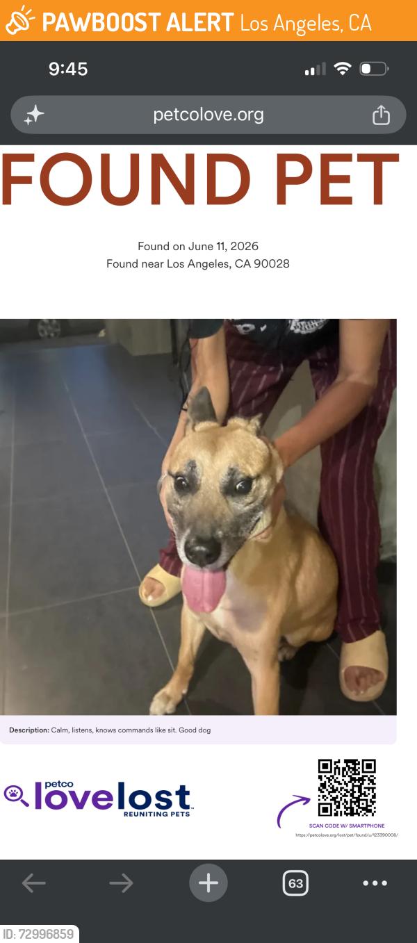 Found/Stray Male Dog last seen Fountain and orange , Los Angeles, CA 90028