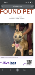 Found/Stray Male Dog last seen Fountain and orange , Los Angeles, CA 90028