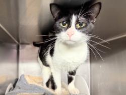 Shelter Stray Female Cat last seen Near W 119 Street, NEW YORK, NY, 10026, 326 E 110th St, New York, NY 10029, USA