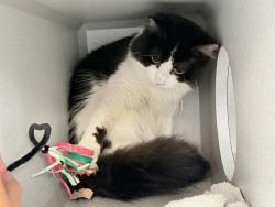 Shelter Stray Male Cat last seen Near Westchester Avenue, BRONX, NY, 10455, 326 E 110th St, New York, NY 10029, USA